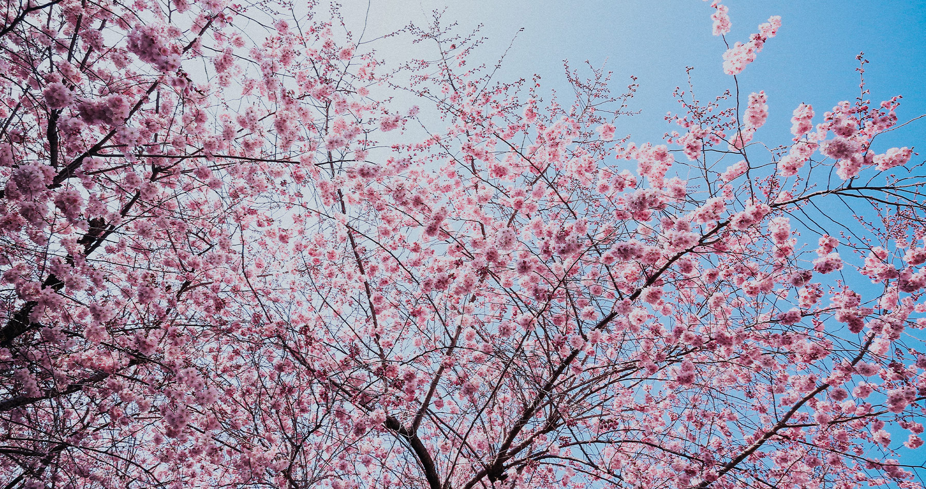 constructeur babeau seguin printemps