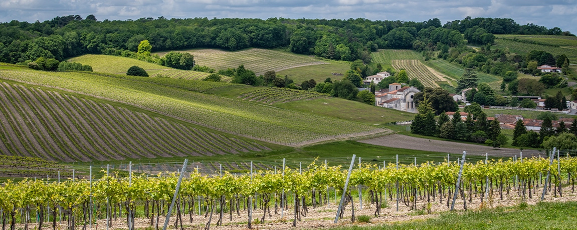 paysage vignes charente