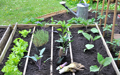 plantation potager maison neuve