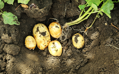 tour pommes de terre petit jardin