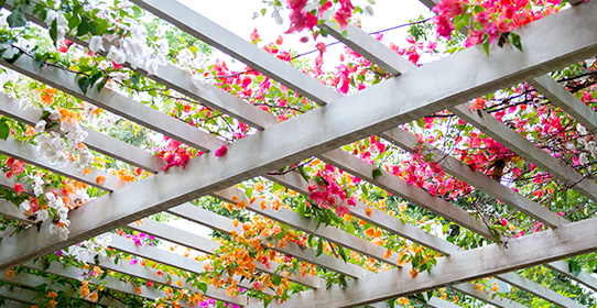 favoriser croissance plante grimpante pergola